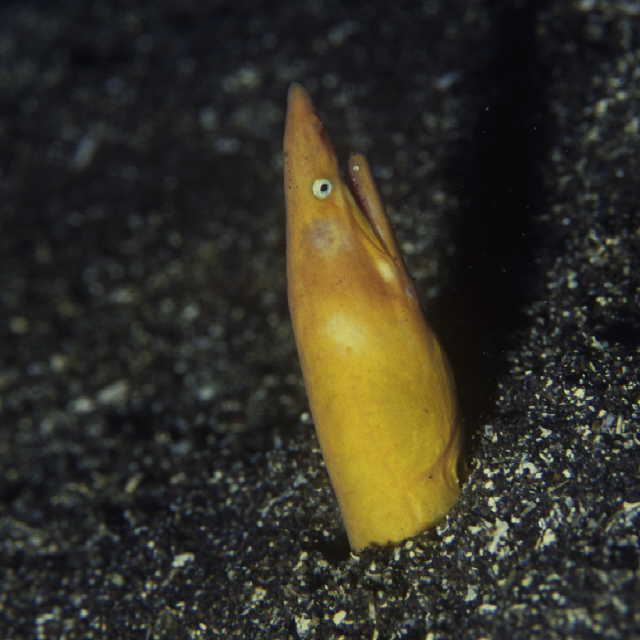 Apterichtus flavicaudus